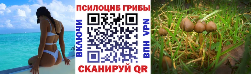 купить наркотики сайты  Алагир  OMG зеркало  Галлюциногенные грибы Psilocybe 